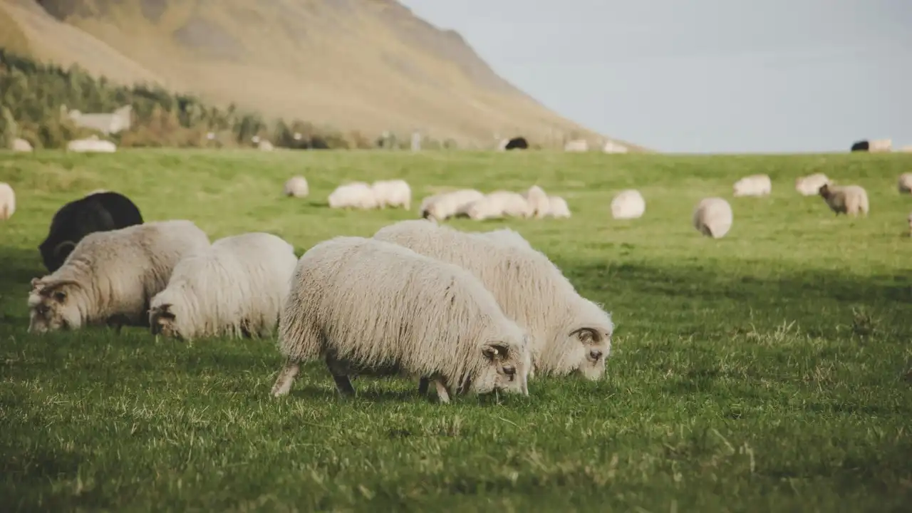 Beginner's Guide To Icelandic Noun Cases